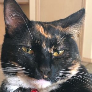 Meet your Posher, Sommer